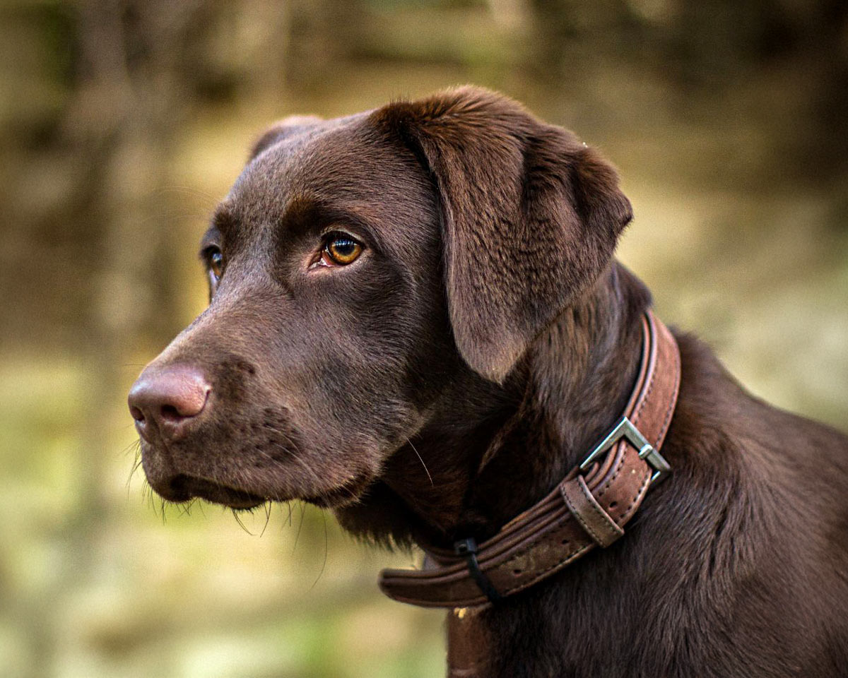closeup-of-a-chocolate-labrador-dog-in-the-woods-200x960-1