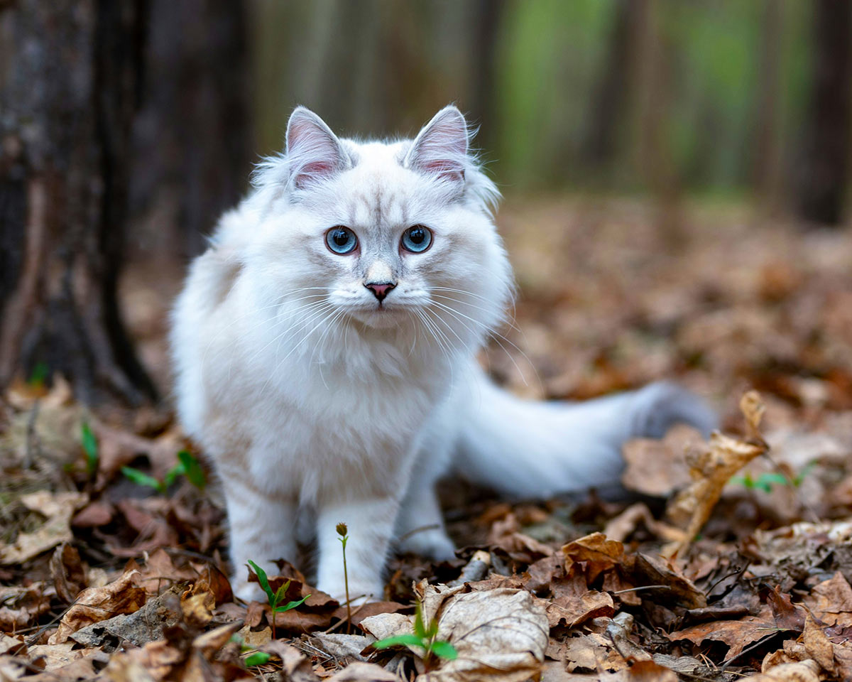 A white cat in the forest