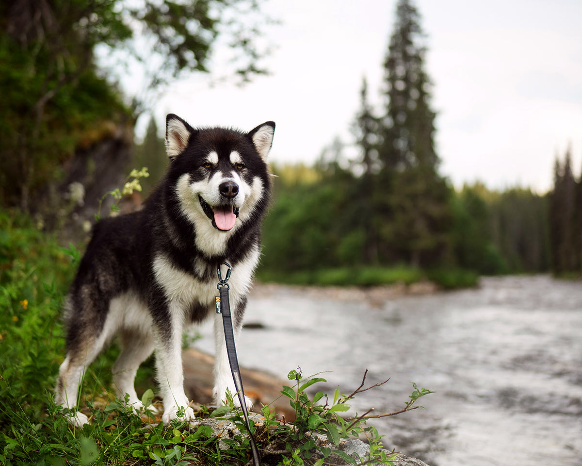 siberian husky standing next to river