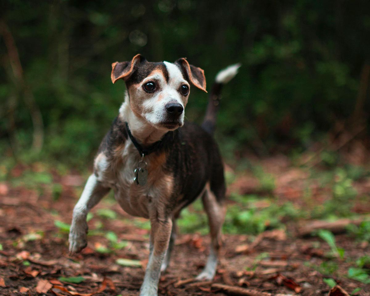 Small brown and white dog in the forest