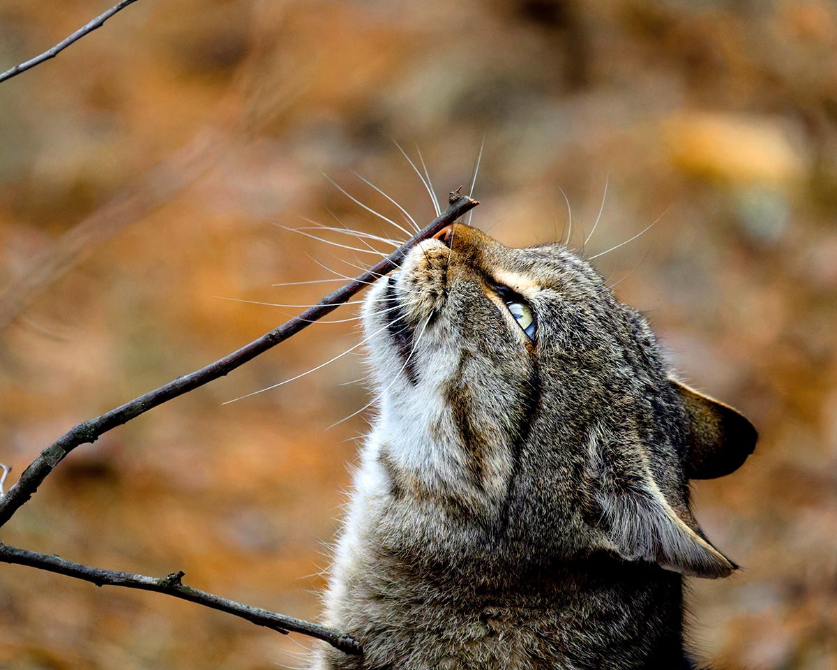 tabby-cat-nuzzling-tree-branch-in-autumn-setting-aleksey-kuzmichev-JX0crr83FBs-unsplash-1200x960-1 tabby catnuzzling tree branch in autumn