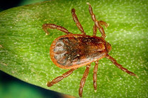 Tick Borne Disease by Dr. Jessica Bienapfl