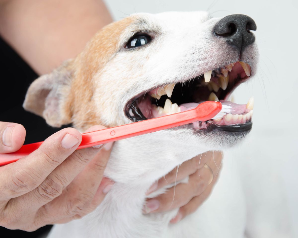 a person brushing a dog's teeth with a red toothbrush a person brushing a dog's teeth with a red toothbrush