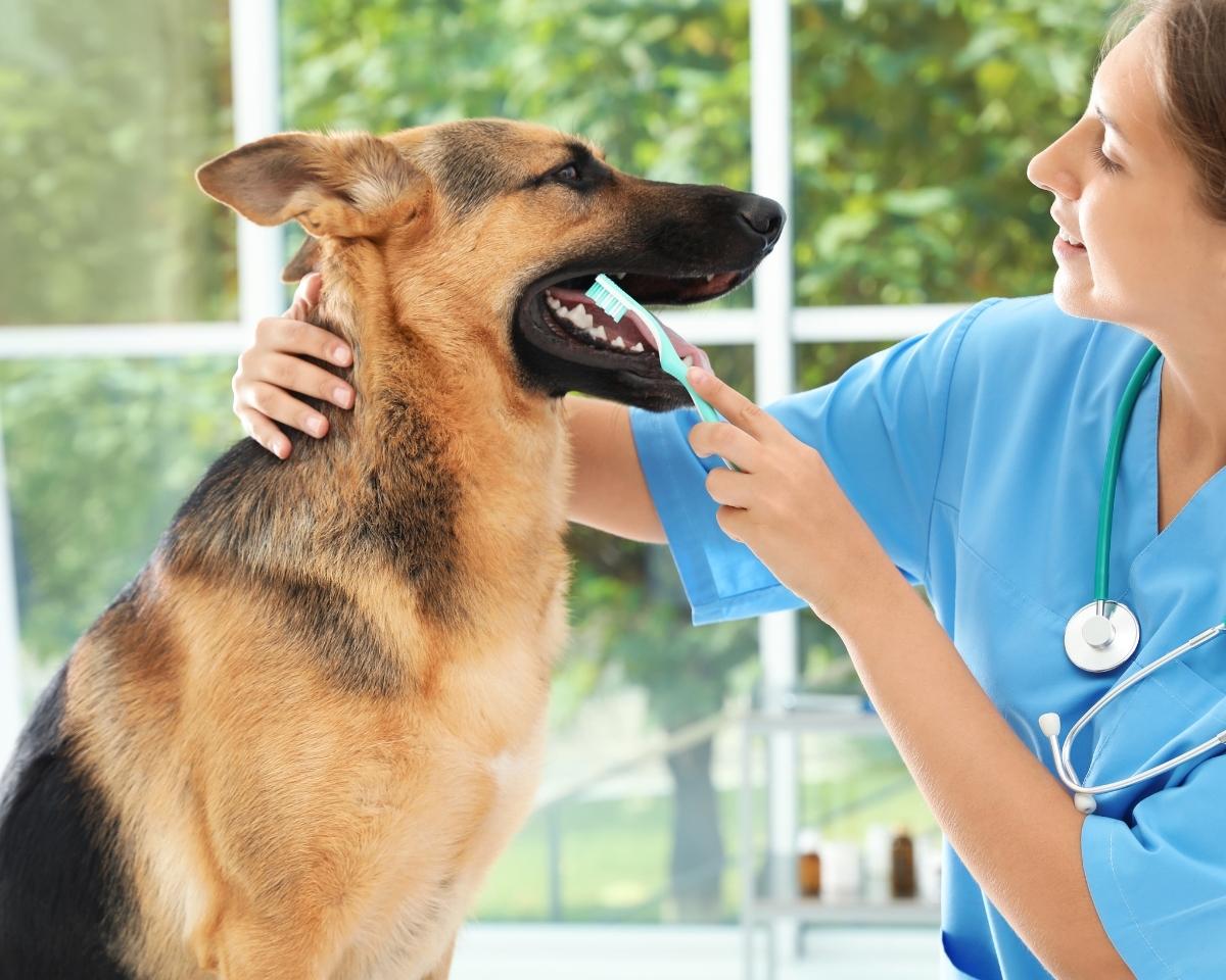 a person in blue scrubs is brushing the teeth of a german shepard a person in blue scrubs is brushing the teeth of a german shepard