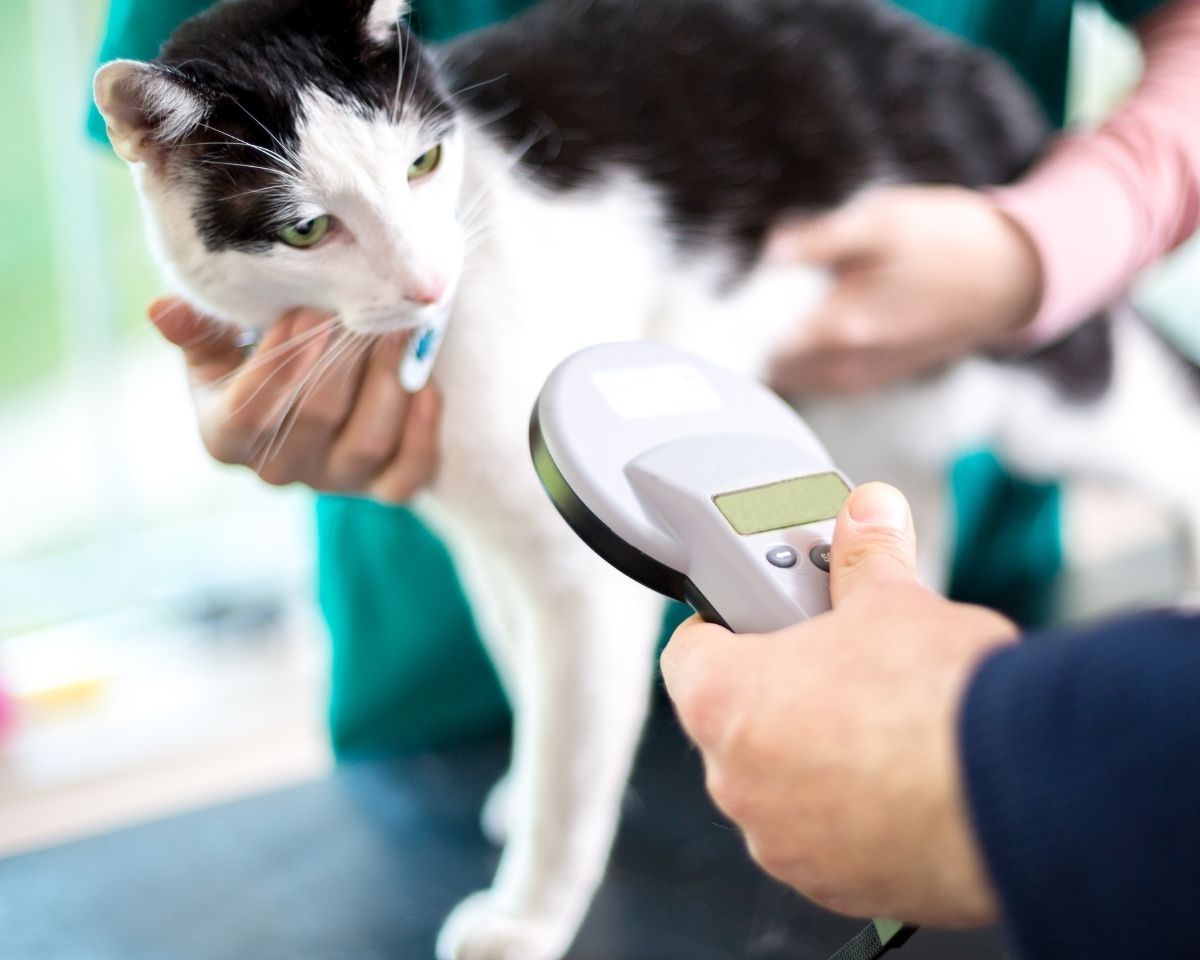 a black and white cat being examined by a person a black and white cat being examined by a person