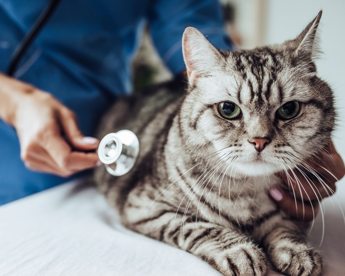 a cat being examined by a vet with a stethoscope a cat being examined by a vet with a stethoscope