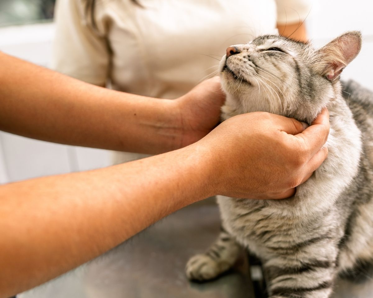 cat-in-clinic a cat being examined by a vet