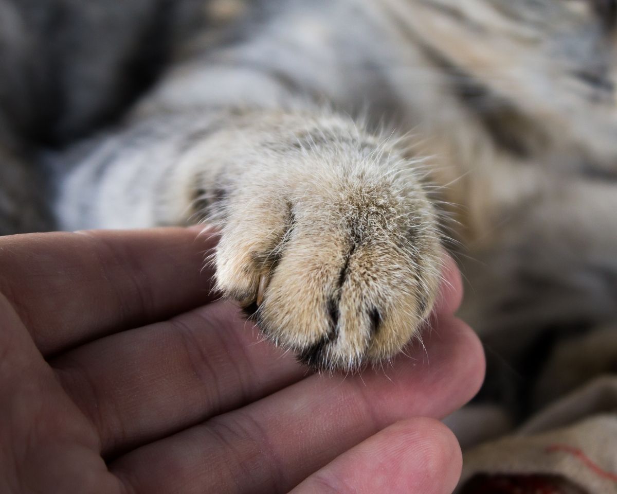 cat-paw a hand holding a cat's paw