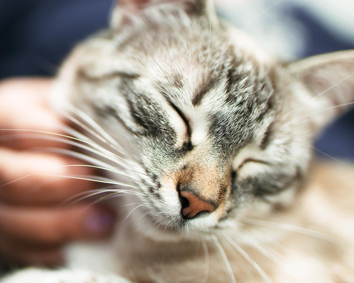tabby-cat-nuzzling-tree-branch-in-autumn-setting-aleksey-kuzmichev-JX0crr83FBs-unsplash-1200x960-1 closeup of a purring cat getting their chin scratched