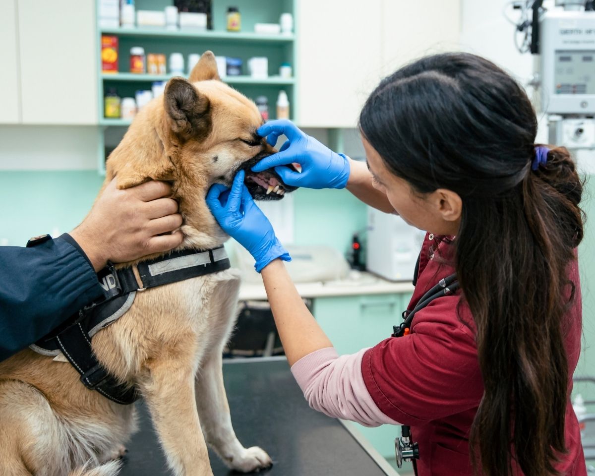 veterinarian examining a dog in a veterinary clinic