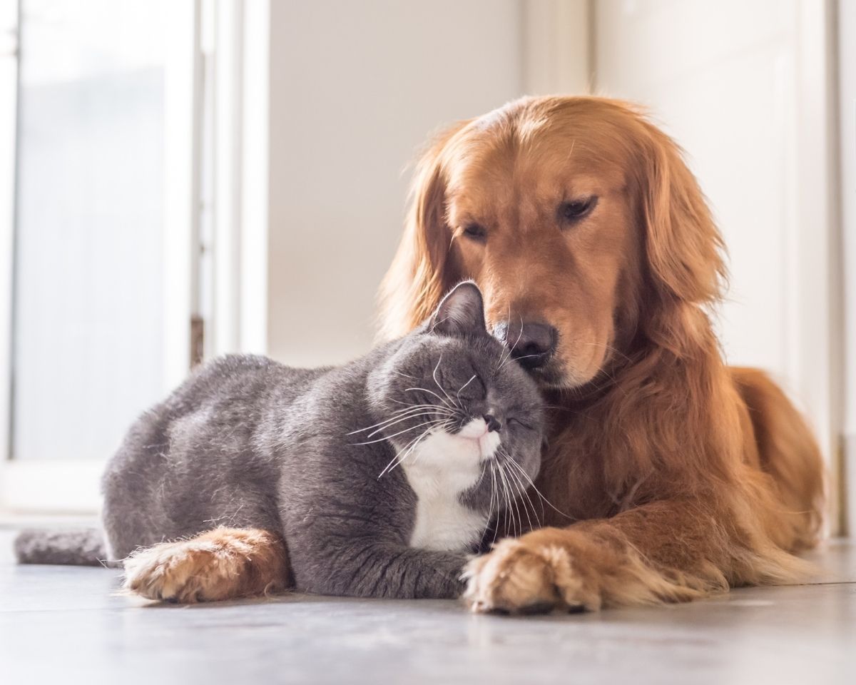 a dog and a cat laying on the floor next to each other