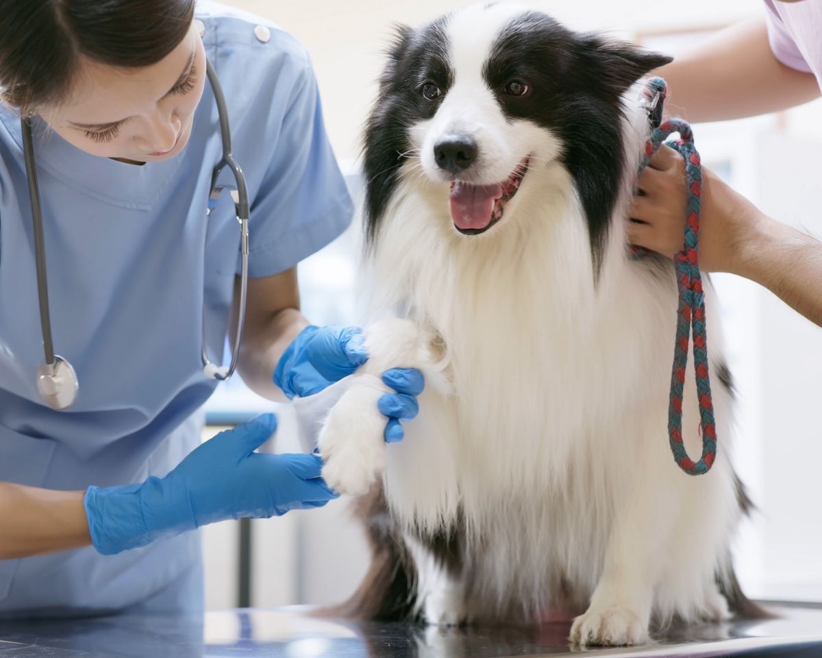 a vet examining a dog at a table a vet examining a dog at a table