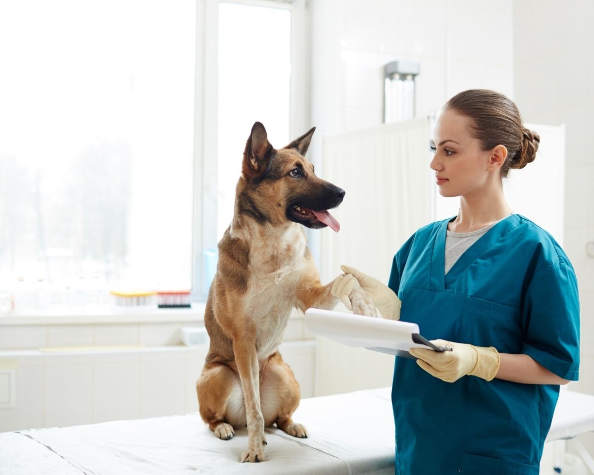 veterinarian examining a dog veterinarian examining a dog