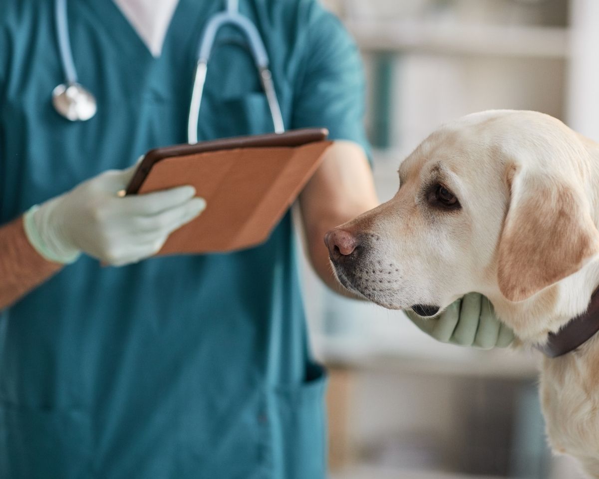 a dog is being examined by a vet