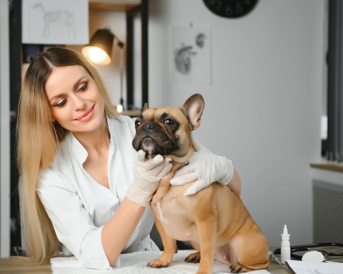 tabby-cat-nuzzling-tree-branch-in-autumn-setting-aleksey-kuzmichev-JX0crr83FBs-unsplash-1200x960-1 a doctor in a white lab coat is petting a french bulldog