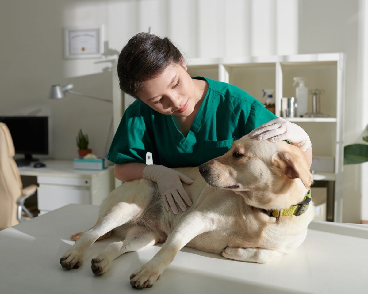 dog-in-treatment A doctor is petting a dog in a vet office