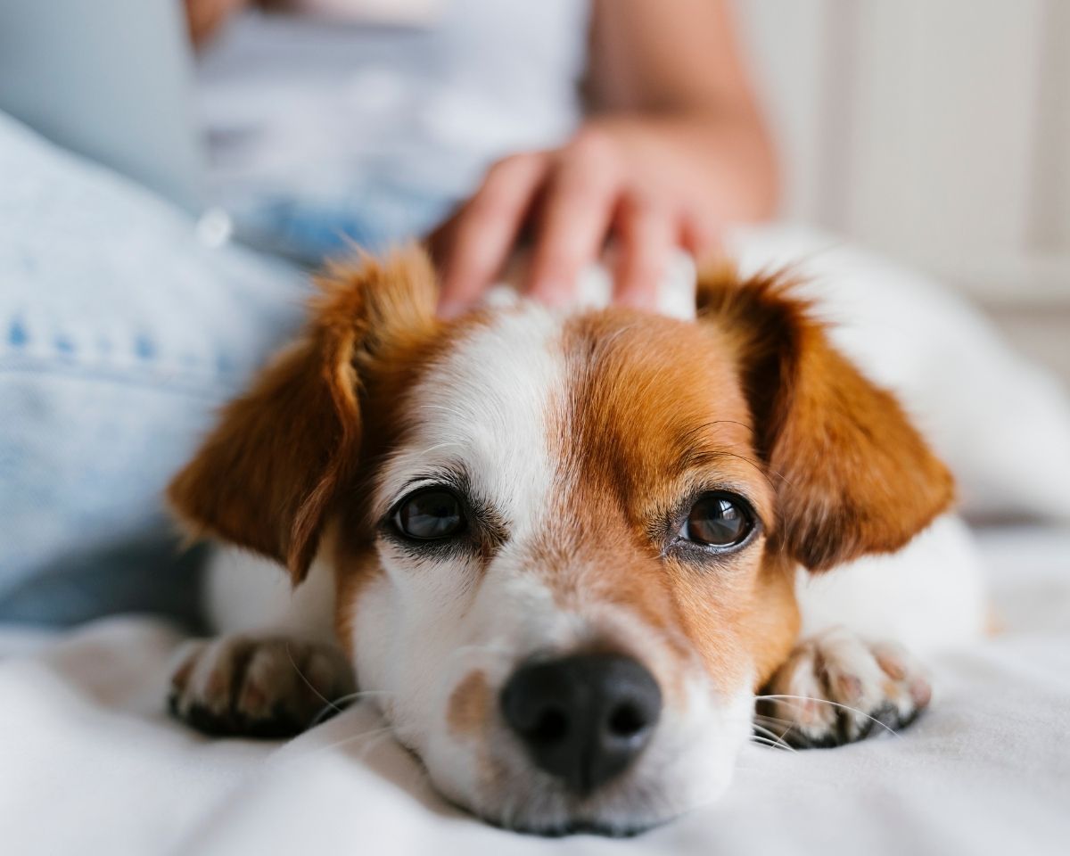 dog-laying-on-bed a dog laying on a bed with a person sitting next to it