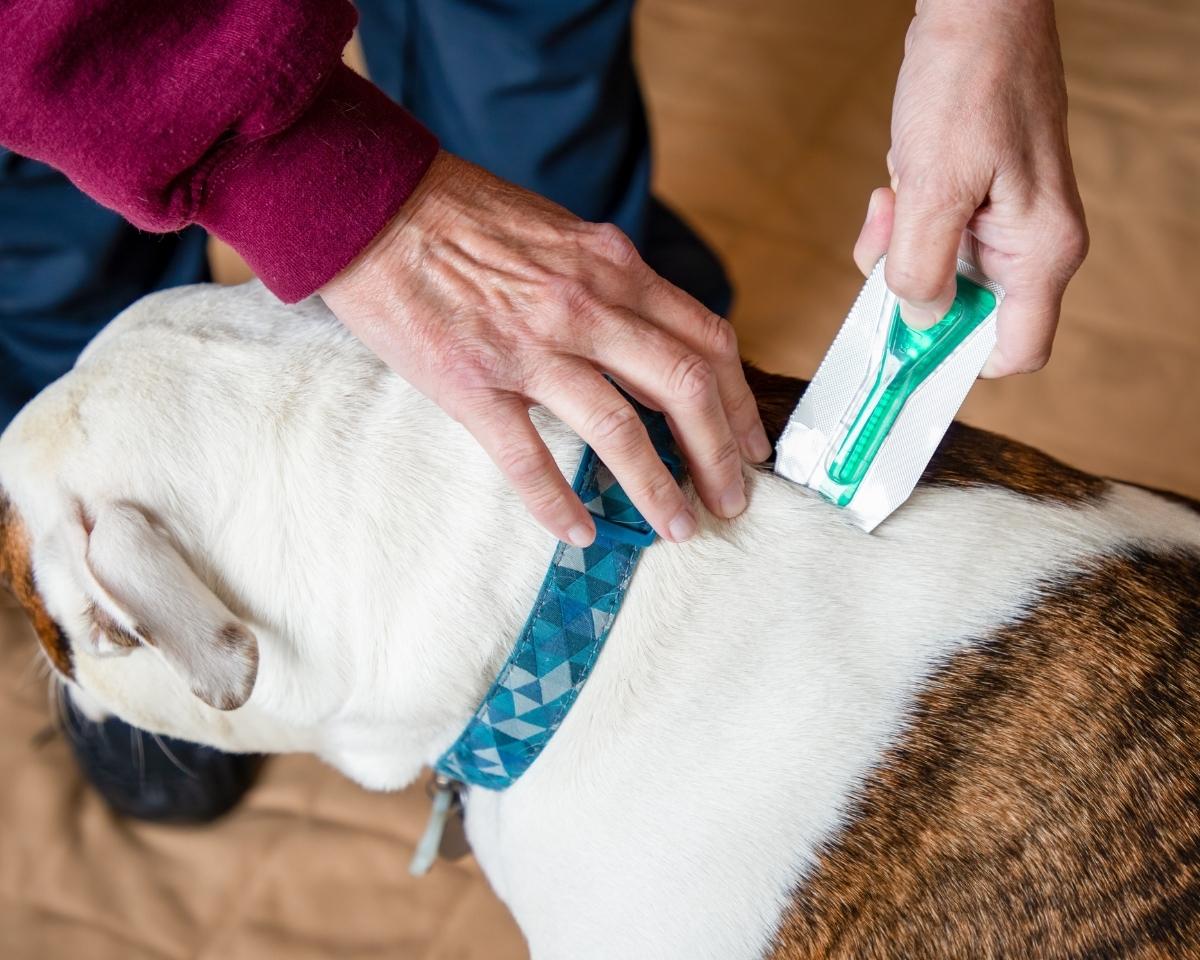 dog-preventive-care dog-preventive-care