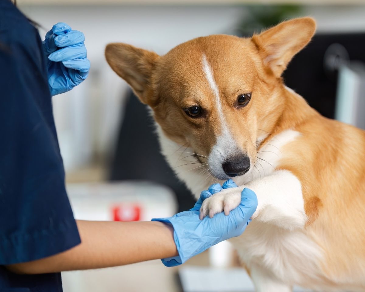 a dog being examined by a vet