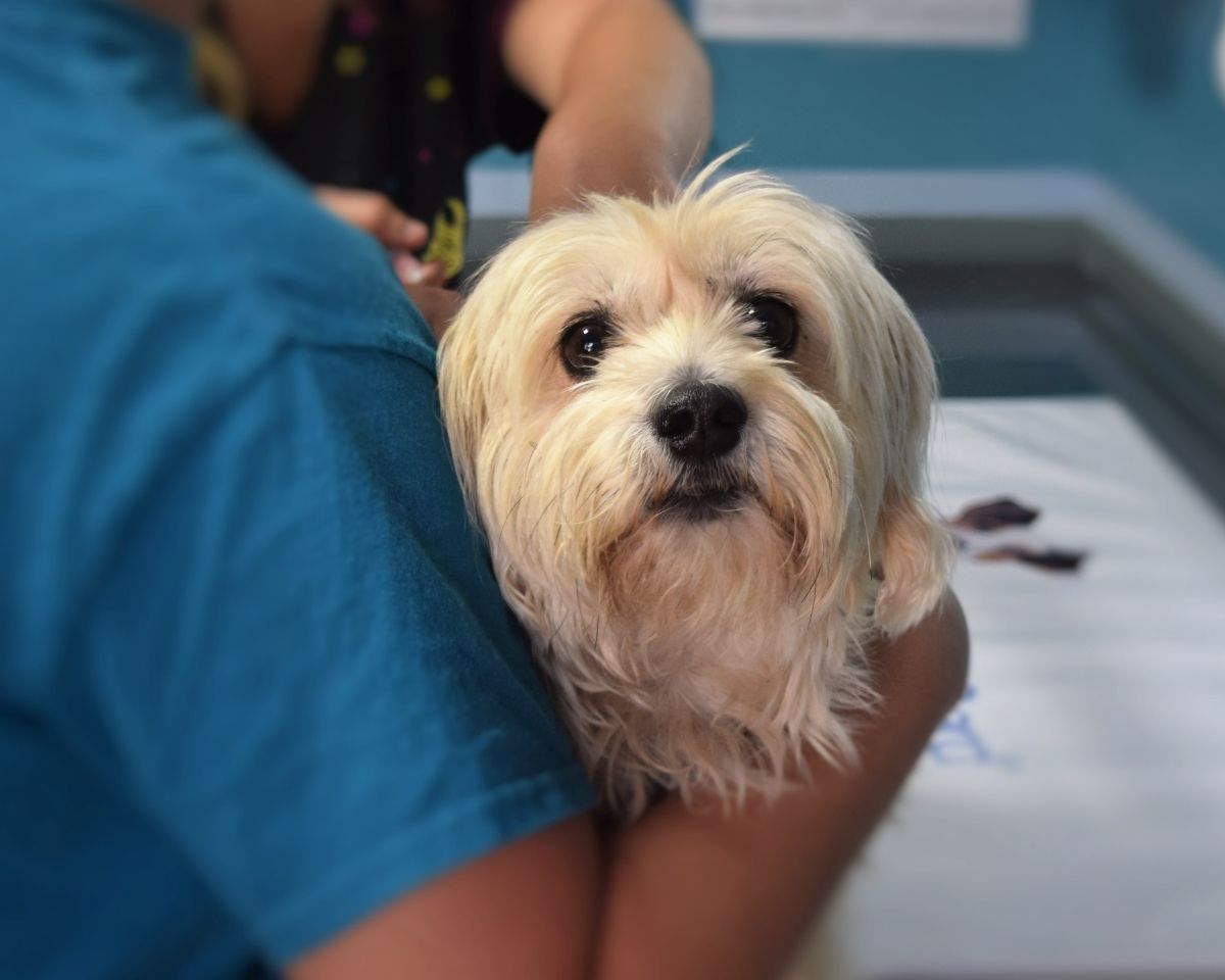 a dog being groomed at a veterinary clinic