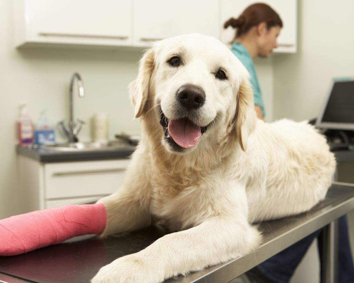 a dog with a cast on its leg in a vet's office a dog with a cast on its leg in a vet's office