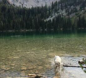 The Smelly Wet Dog by Dr. Jessica Bienapfl