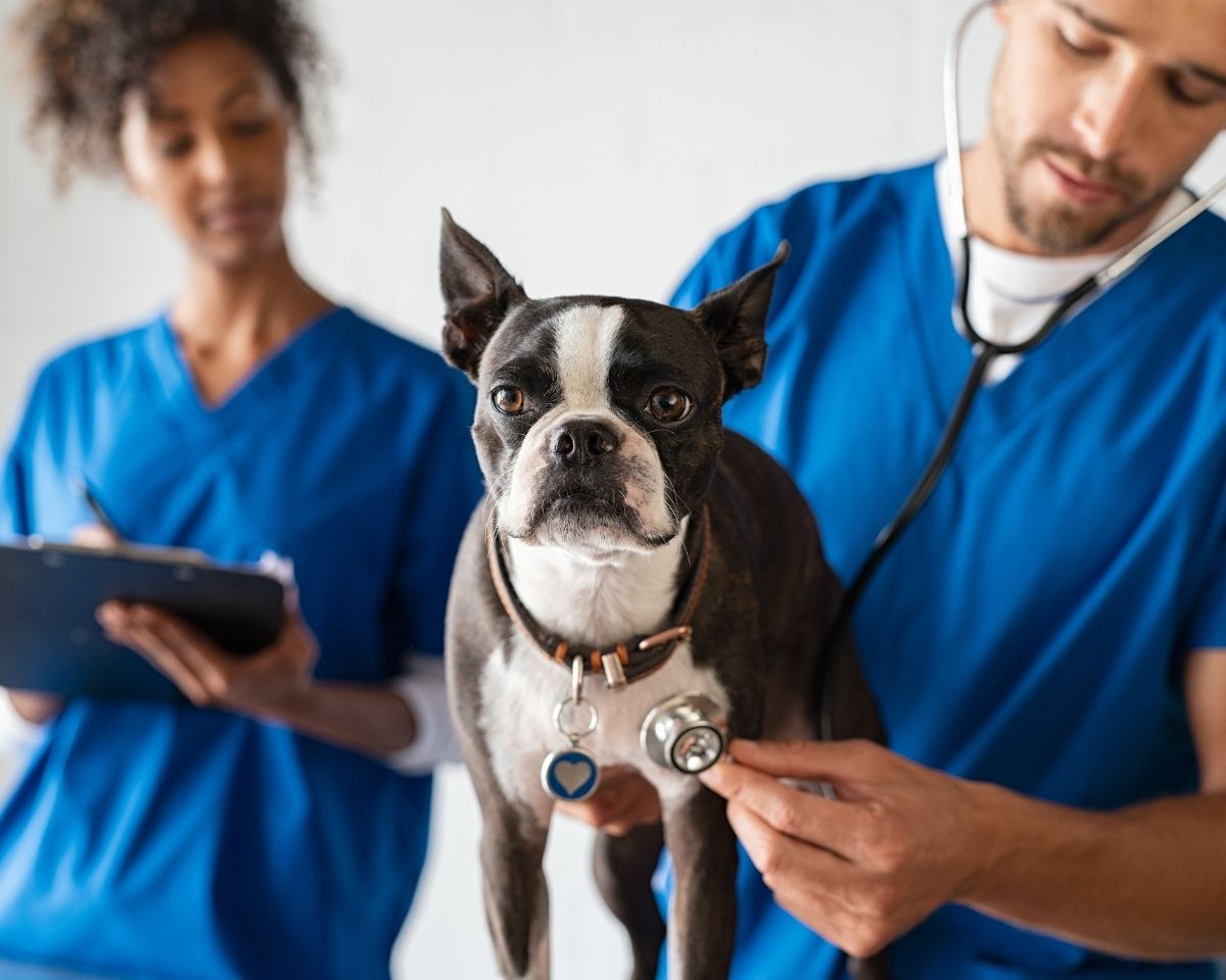 a vet examining a dog with a stethoscope
