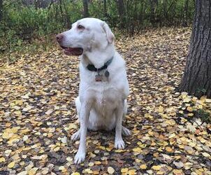 First Aid Supplies by Dr. Jessica Bienapfl