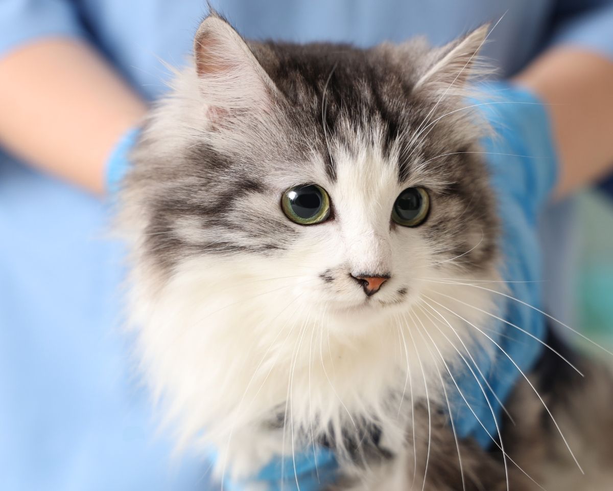 a grey and white cat being groomed by a vet