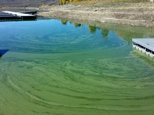 “Blue-green Algae” – A Bloom Worth Avoiding by Dr. John Ellington