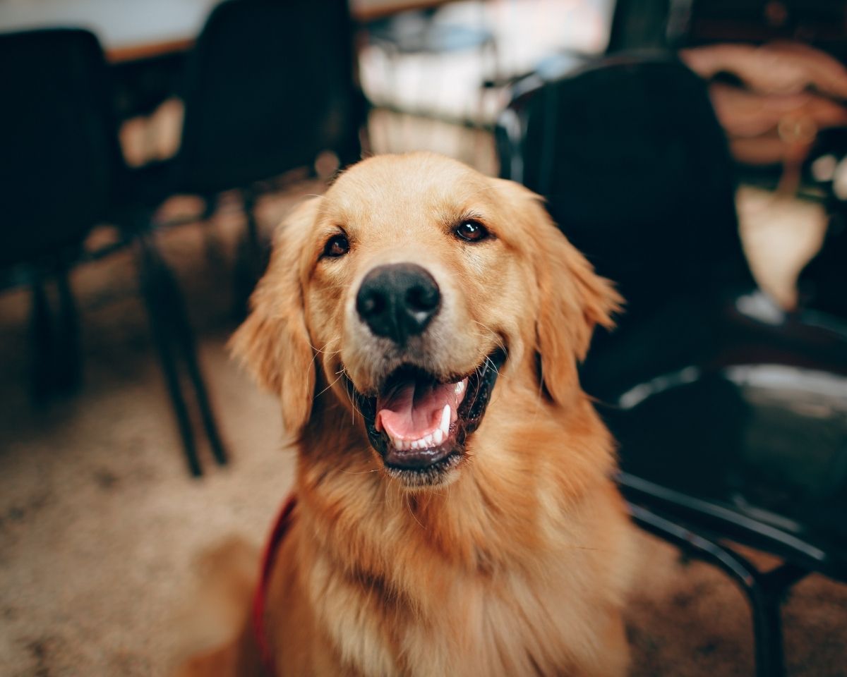 a golden retriever sitting on a chair in a restaurant a golden retriever sitting on a chair in a restaurant