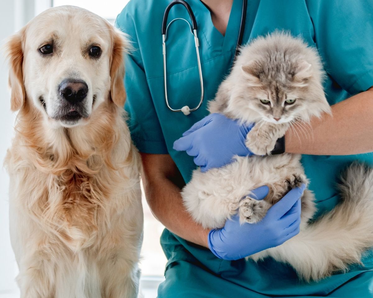 holding-dog-and-cat A vet is holding a cat and a dog