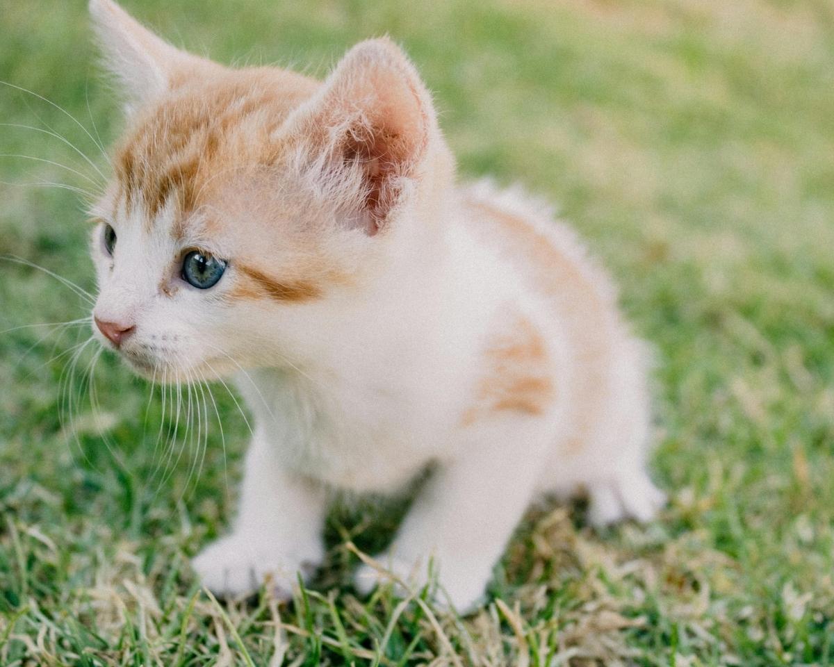 an orange and white kitten sitting on the grass