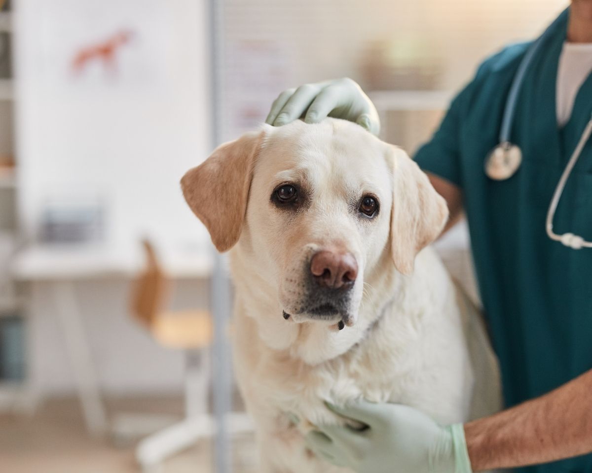 labrador-with-vet a vet examining a labrador retriever