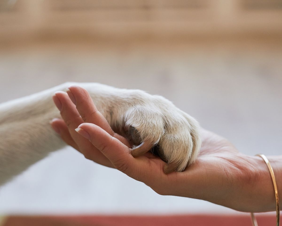 a person holding the paw of a dog