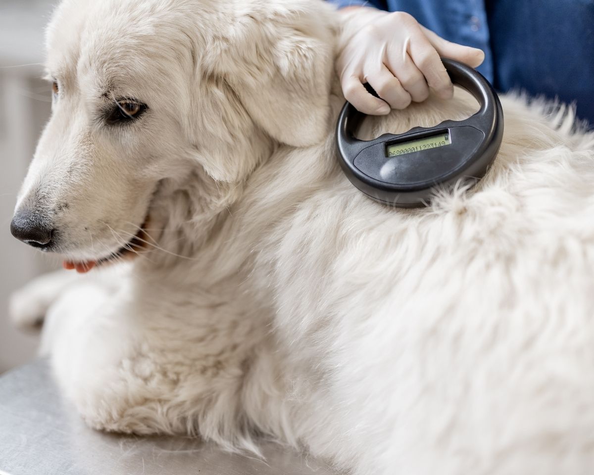 a dog being groomed by a vet