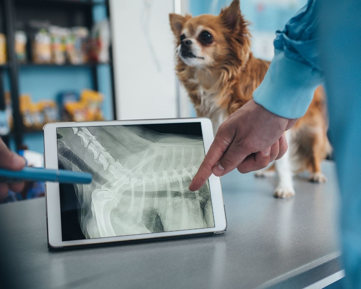 a person holding an x ray image of a dog on a tablet
