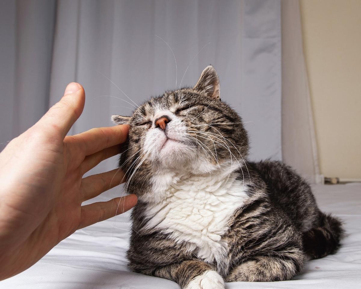 a person petting a cat on a bed