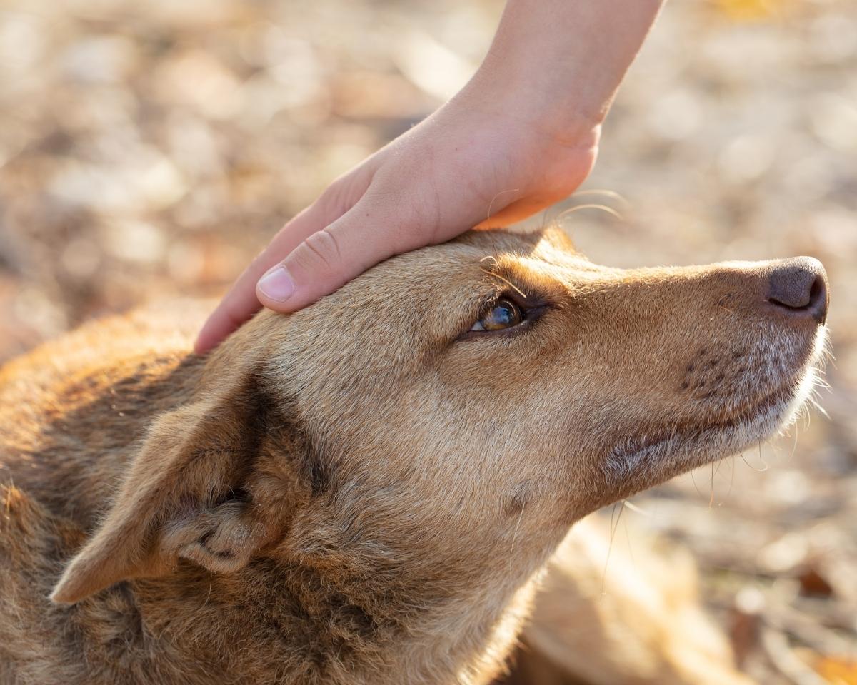 petting-dog A person petting the head of a brown dog
