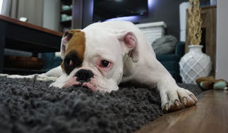 Curtailing Cabin Fever by Jessie