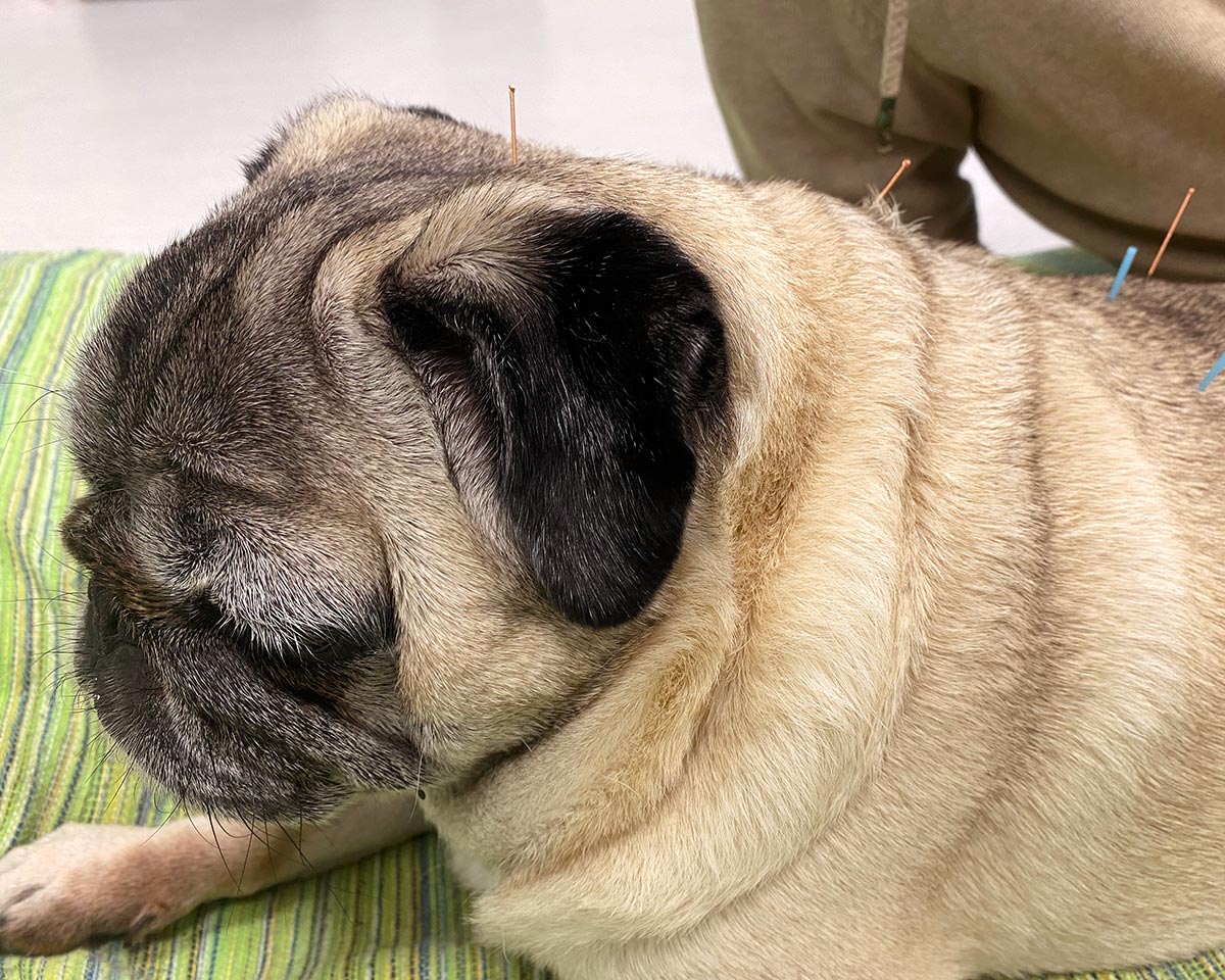 pug-receiving-acupuncture-treatment-1200x960-1