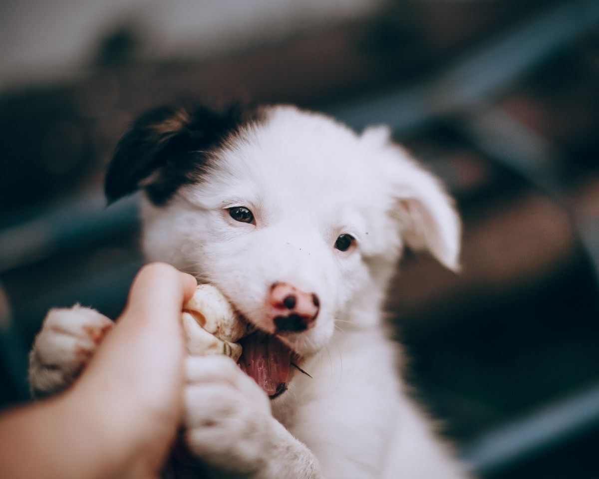 tabby-cat-nuzzling-tree-branch-in-autumn-setting-aleksey-kuzmichev-JX0crr83FBs-unsplash-1200x960-1 a puppy is being held by a person's hand