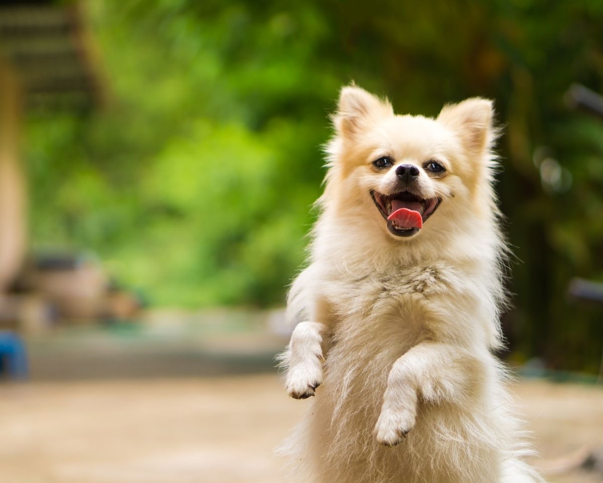a small dog standing on its hind legs