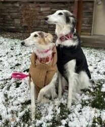 Winter Protection for Your Furry Friend by Dr. John Ellington