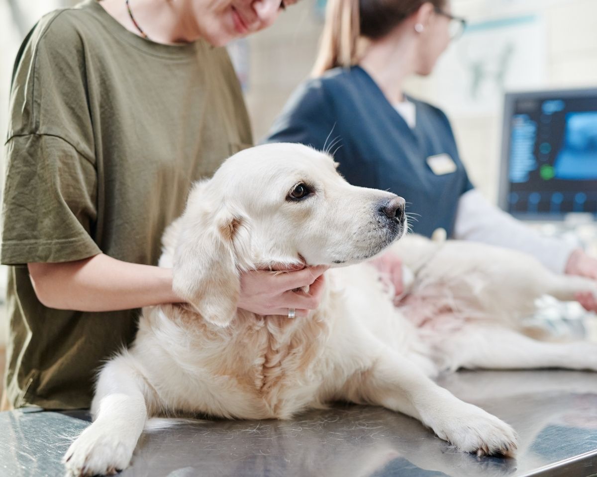tabby-cat-nuzzling-tree-branch-in-autumn-setting-aleksey-kuzmichev-JX0crr83FBs-unsplash-1200x960-1 a vet is petting a dog in a veterinary office