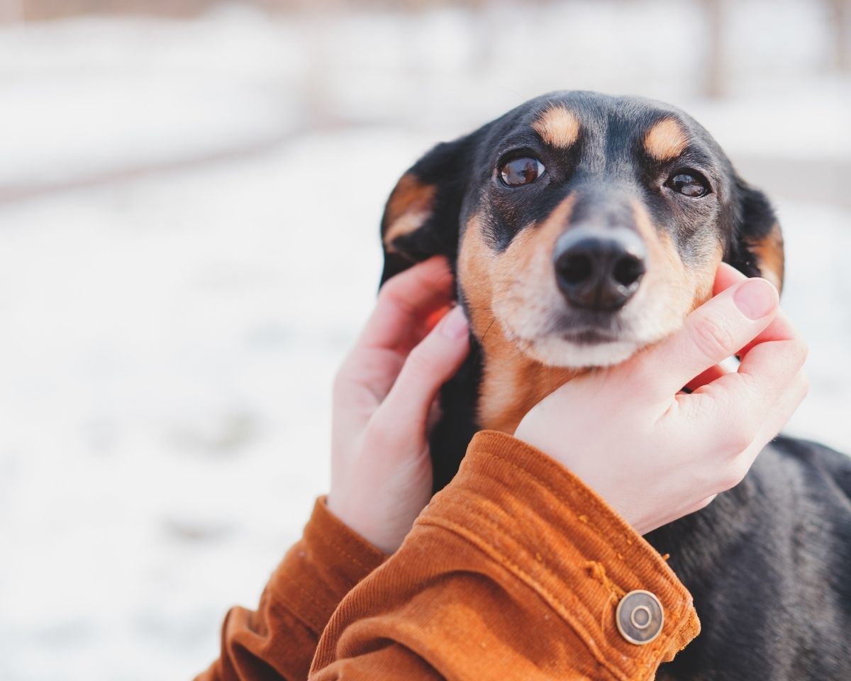 dachshund-with-black-and-tan-fur A dachshund with black and tan fur is gently held by a person wearing a brown jacket against a blurry, snowy background