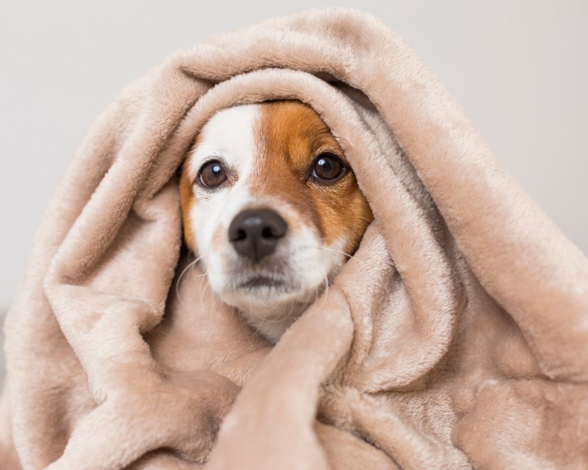 a dog with brown and white fur is wrapped in a tan blanket and looking forward