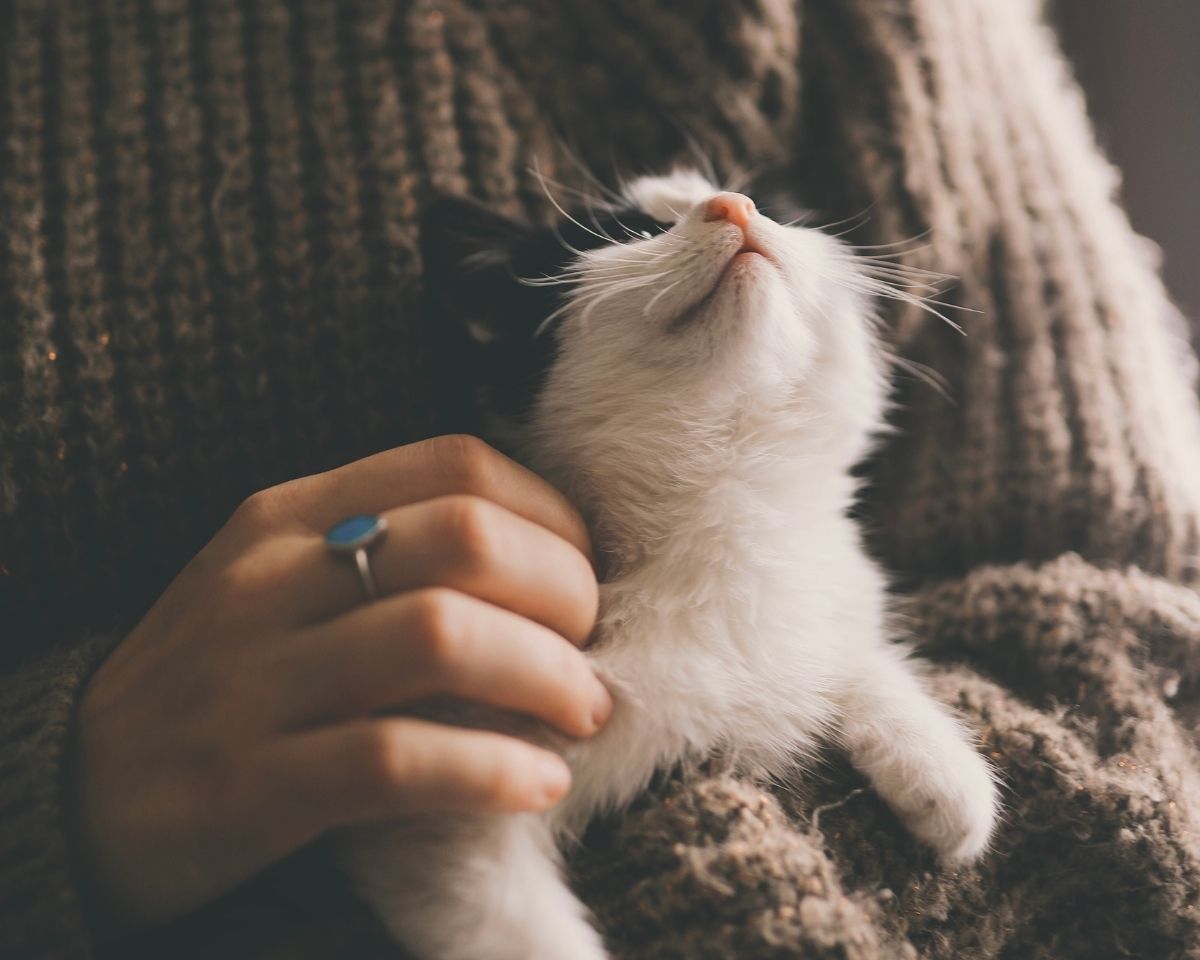 a person in a brown sweater holds a black and white kitten