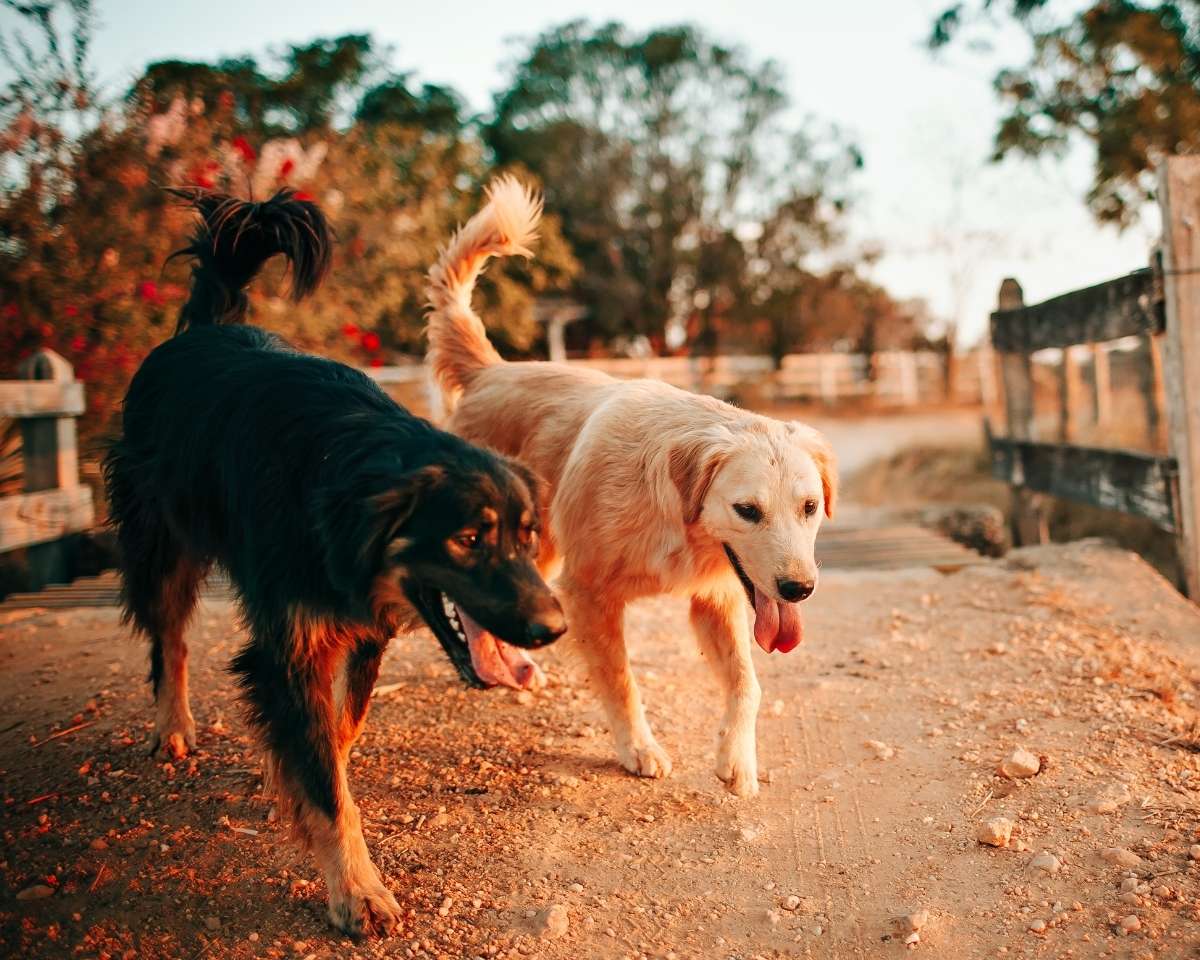 two-large-dog-walking Two dogs, one with tan fur and one with black fur, walk on a dirt road near a wooden fence